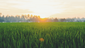 Blooming grass