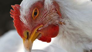 Hen and bird flu